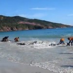 Gestrandete Delfine durch Urlauber gerettet