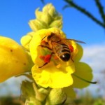 ?Deutschland summt!? ? Initiative zum Erhalt der Bienen