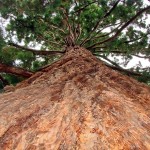 ?20 Sekunden Lektüre: Der riesige Baum? ? Paulo Coelho
