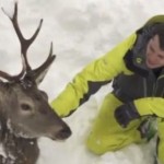 Freerider retten eingesunkenen Hirsch aus Schneemassen