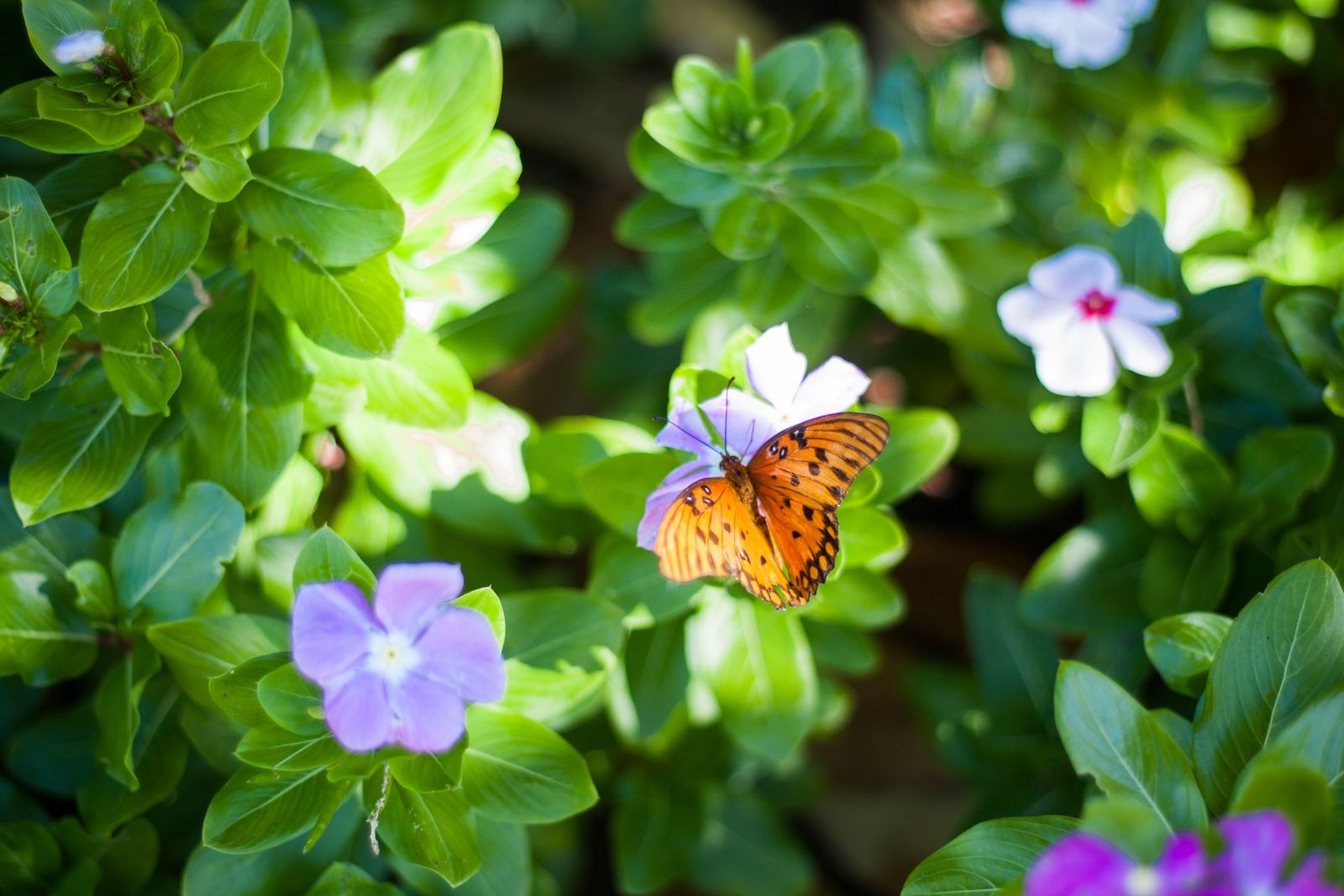 Schmetterling sitzt auf einer fliederfarbenen Blüte