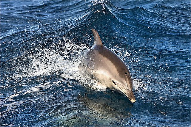 Begegnung mit einem Delfin im offenen Meer. © Mike Locke / flickr.com (CC BY-ND 2.0)