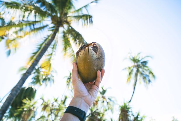 Eine Hand, die eine Kokosnuss hält,vor einem Hintergrund aus Palmen