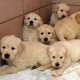 92 Hundewelpen von der Polizei gerettet