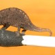 Das kleinste Reptil der Welt gefunden