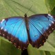 Schmetterling liefert Vorbild für Infrarotsender