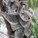 Die Koalas in Australien sollen besser beschützt werden