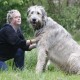 Irischer Wolfshund aus Unna ist wahrscheinlich größter Hund der Welt
