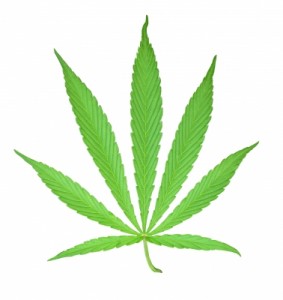 Cannabis gegen Krebszellen