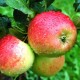 Apfelschalen gegen hohen Blutdruck