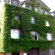 Saubere Stadtluft durch grüne Wände