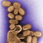 Antikörper gegen Grippe entdeckt