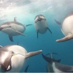 Grandiose Aufnahme von Delfinen an der Küste Kaliforniens