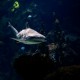 Pazifik - Hai rettet verschollenen Mann