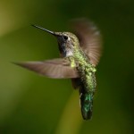 Kolibris legen gerne mal den Rückwärtsgang ein