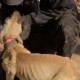 Erfolgreiche Rettung von 65 Hunden in den USA