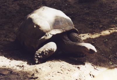 Riesenschildkröte, Galápagos-Inseln, lonesome george, positive nachrichten