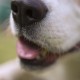 Hunde helfen beim Erschnüffeln von Klinik-Keimen