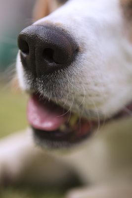 Beagle-Schnauze, positive nachrichten