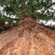 ″20 Sekunden Lektüre: Der riesige Baum″ – Paulo Coelho