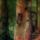 Natur-Kunst vom Feinsten: Baum nimmt sich verlorenes Fahrrad 