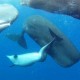 Pottwale adoptieren Delfin mit verkrümmter Wirbelsäule