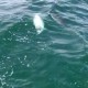 Weißer Wal in Ostsee gesichtet