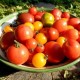 Tomaten aus biologischem Anbau haben mehr Vitamine
