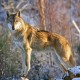 SAVE startet Schutzprojekt für Wölfe