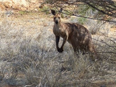 Australien, Känguru, positive nachrichten