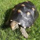 Schildkröte überlebt 30 Jahre in Abstellkammer