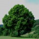 Der Baum - ein Geschenk der Natur