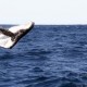 Sonarverbot rettet Wale vor Strandung
