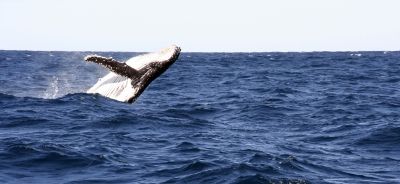 Grauwal, Wal in Freiheit, positive nachrichten, sonarverbot