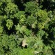 Android-Smartphones sollen Regenwald schützen
