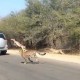 Verfolgungsjagd mal anders – Antilope rettet sich in parkendes Auto