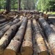 Thermovacuum-Verfahren macht Holz noch widerstandsfähiger