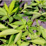 Medizinische Studien beweisen: Cannabis kann Krankheiten heilen