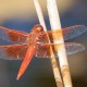 Libellenflügel – Mutter Natur hilft gegen Krankenhauskeime