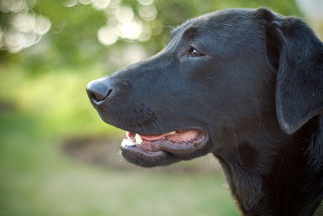 schwarzer Labrador, hund rettet mann, blindenhund, positive nachrichten
