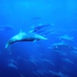 Sensation: Unterwasseraufnahmen eines gigantischen Delfinschwarms