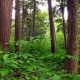 Britische Regierung will vier Millionen Bäume pflanzen