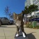 Katze Didga fährt Skateboard