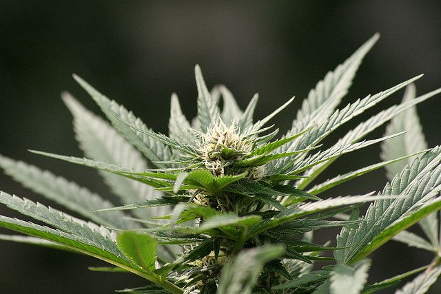 Cannabis, sativa, hanfpflanze