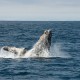 Wal wird von Fischernetz befreit und bedankt sich auf seine Art