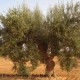 Deutlich mehr sekundäre Pflanzenstoffe in alten Olivensorten