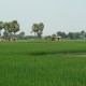 Wunderwachstum: Indischer Reisbauer fährt Rekord-Ernte ein