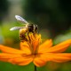 US-Behörde verbietet giftige Chemie für Bienen