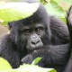 Die schlauen Berggorillas aus den Virunga-Bergen