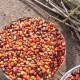 Palmölhersteller einigen sich auf Stillhalteabkommen